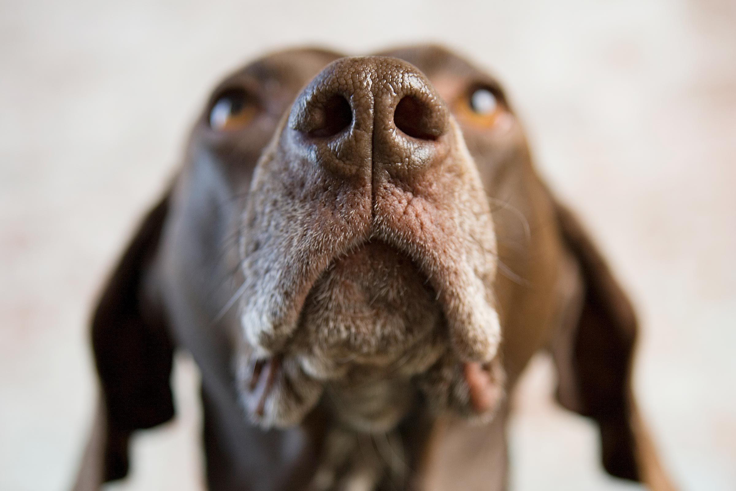 Why Are Dogs’ Noses Wet? 5 Reasons, According to a Vet