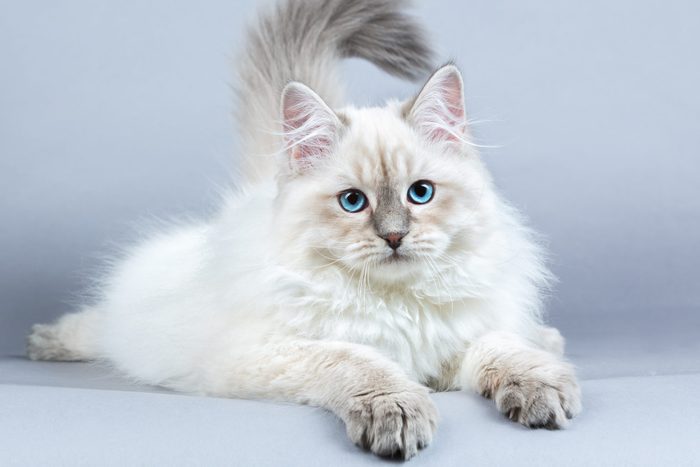Portrait of Siberian kitten, studio shoot