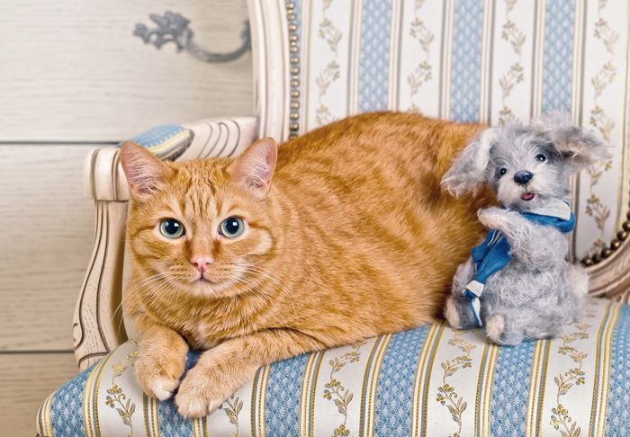 Ginger Cat with Toy Teddy Dog sitting on a striped chair