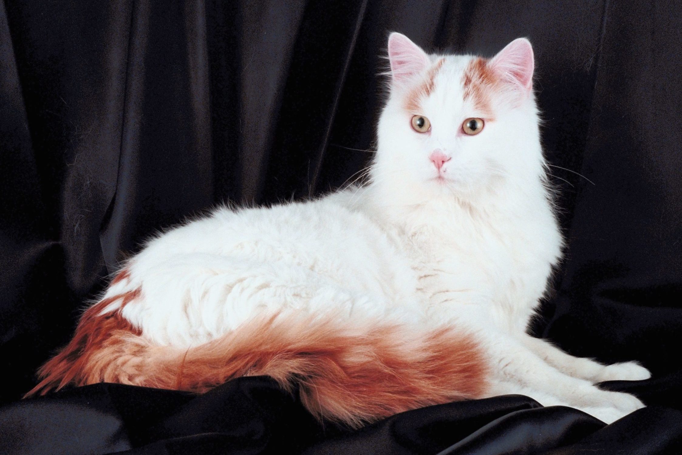 Turkish van cat