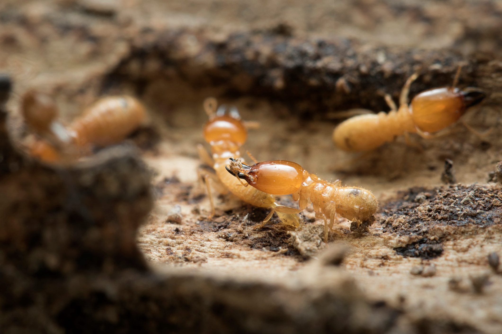 Termite and Termite mound on nature background.