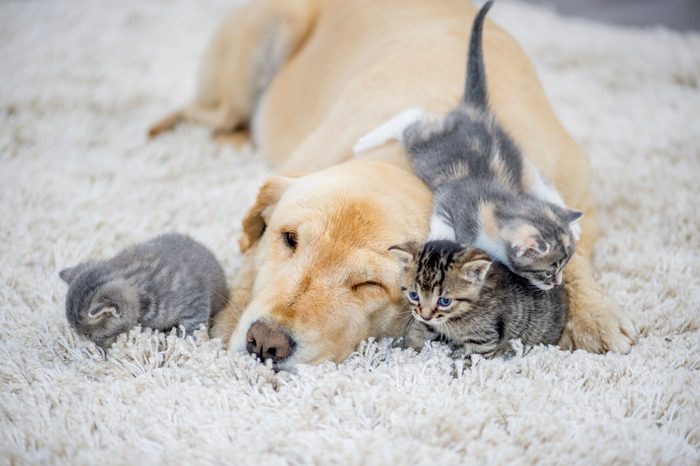Kittens Playing With Dog
