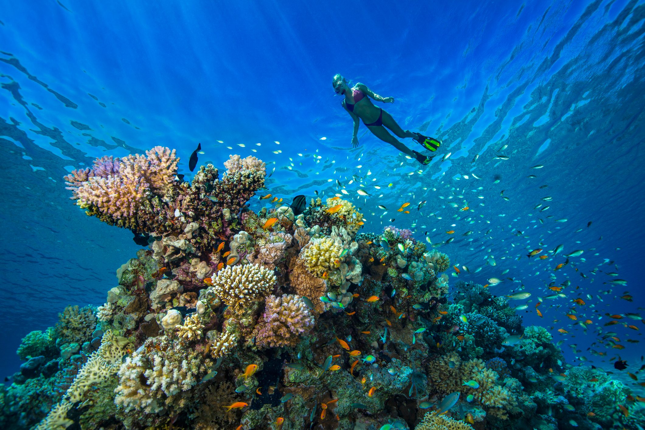 Egypt, Red Sea, Hurghada, young woman snorkeling at coral reef