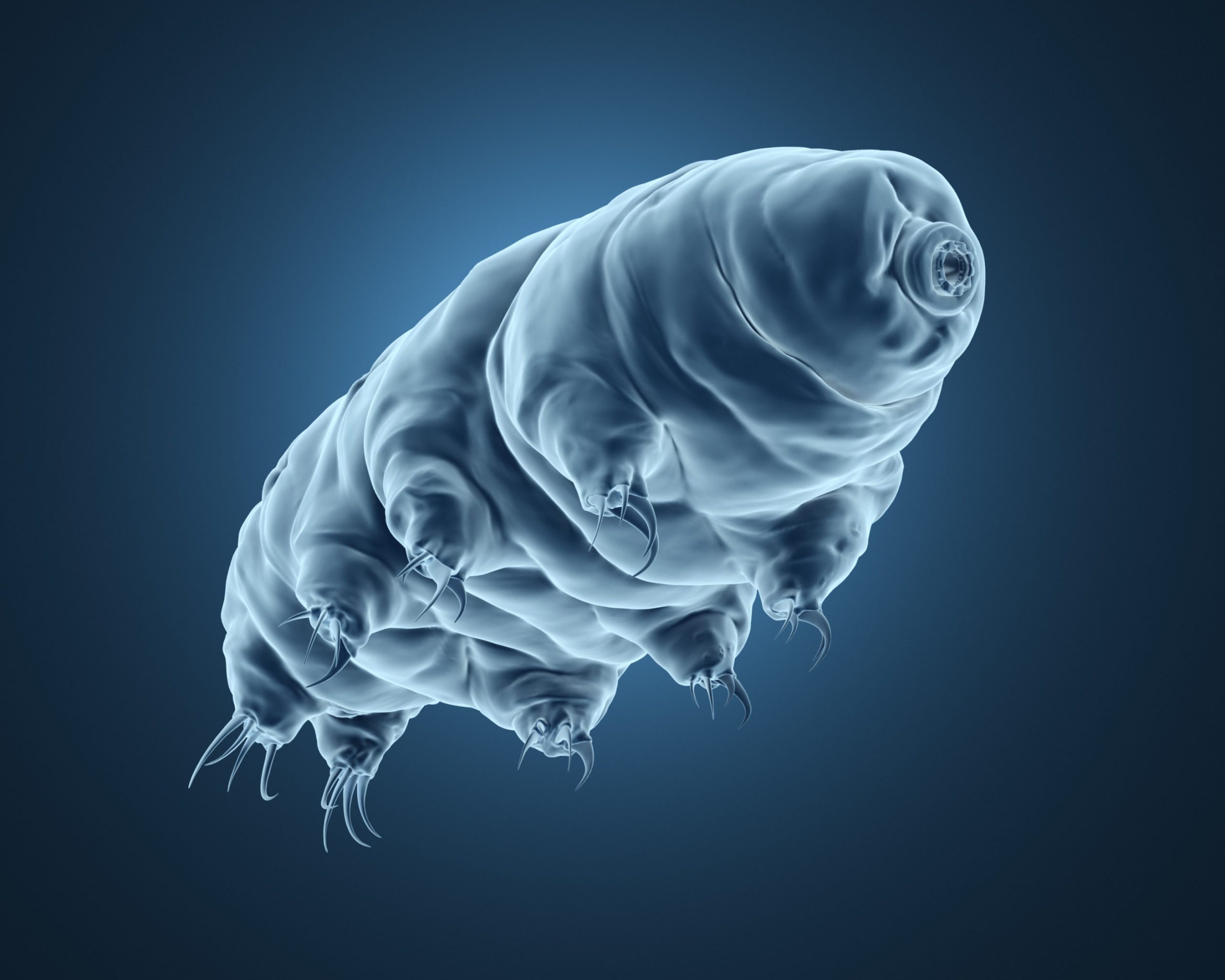 3d rendered tardigrade.