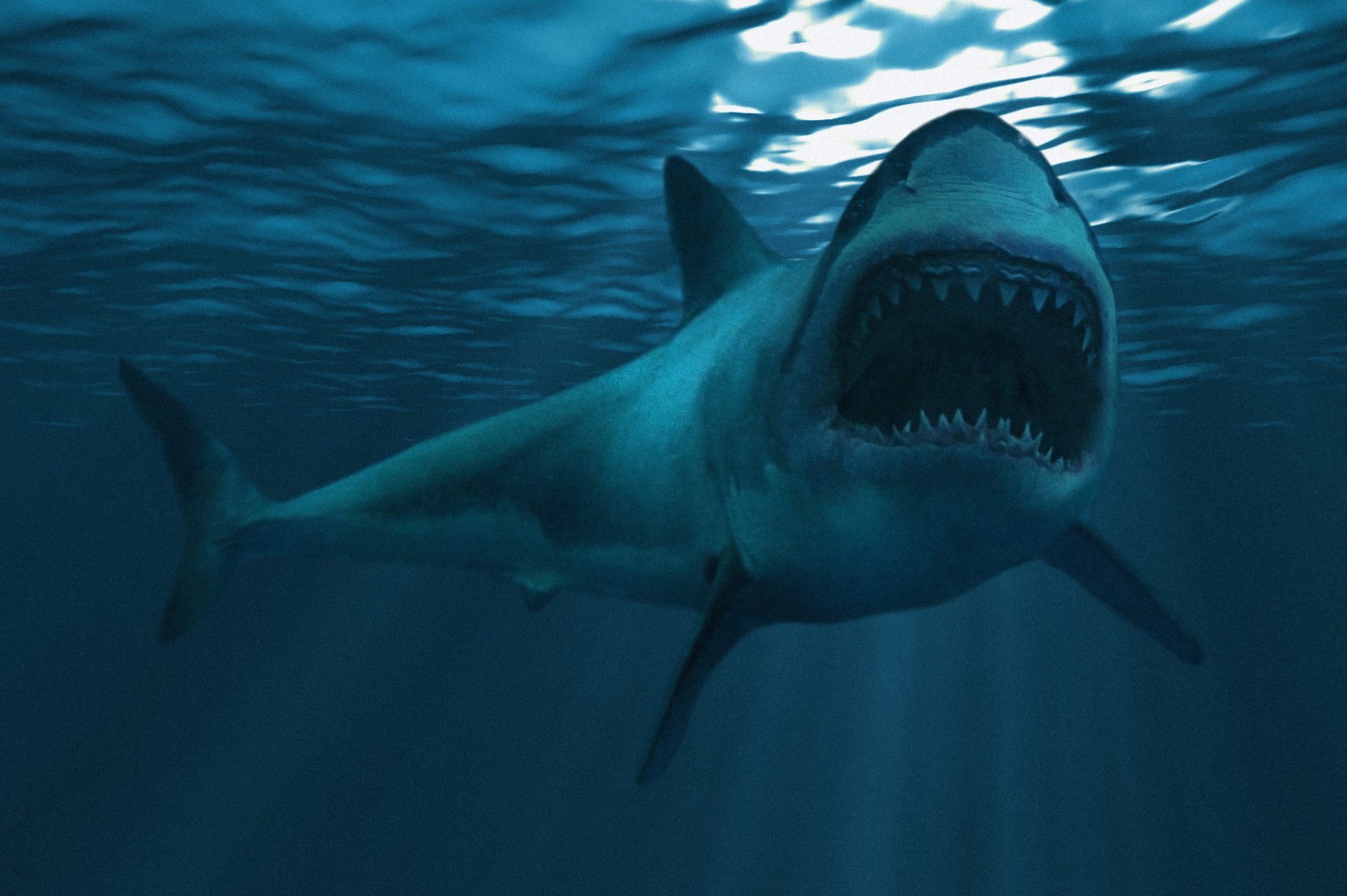 Great white shark underwater diagonal, focus on the front half