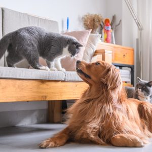 British short hair cat and golden retriever