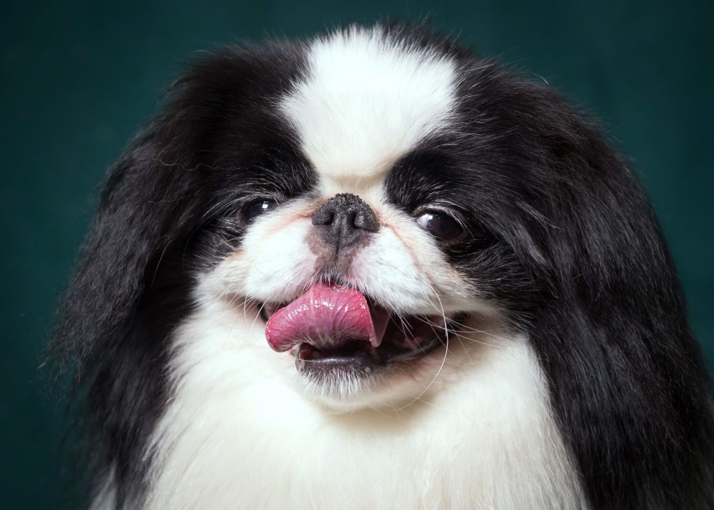 Crufts 2017 - Portraits Of Man's Best Friend