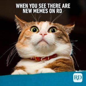 Funny animal memes