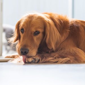 The Golden Retriever Dog is lying on the ground licking his paws.