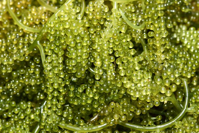 Sea grapes background
