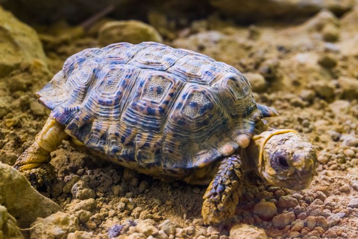 speckled tortoise in closeup, small turtle specie from africa, Endangered animal specie