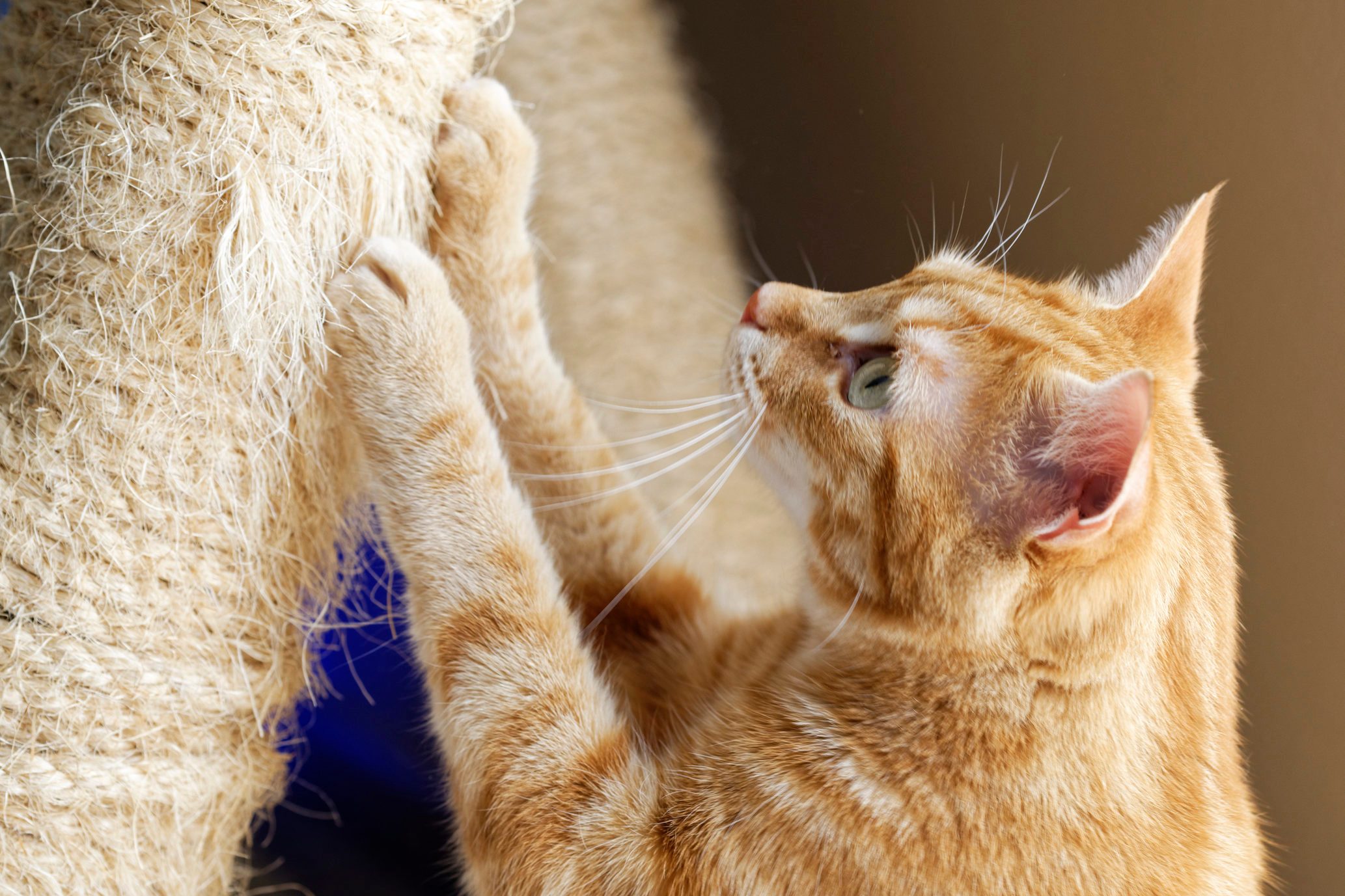 Cat Declawing: Pros, Cons, and Safer Alternatives