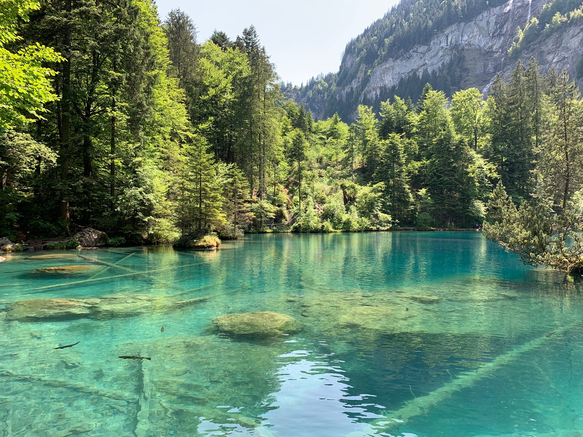 Scenic View Of Lake In Forest