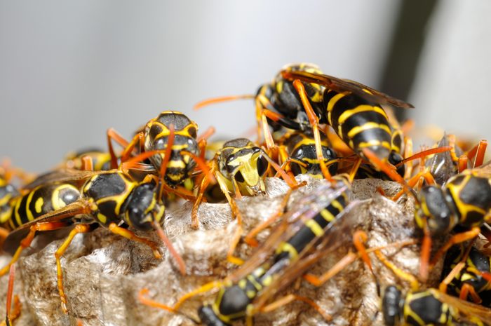 Wasp nest