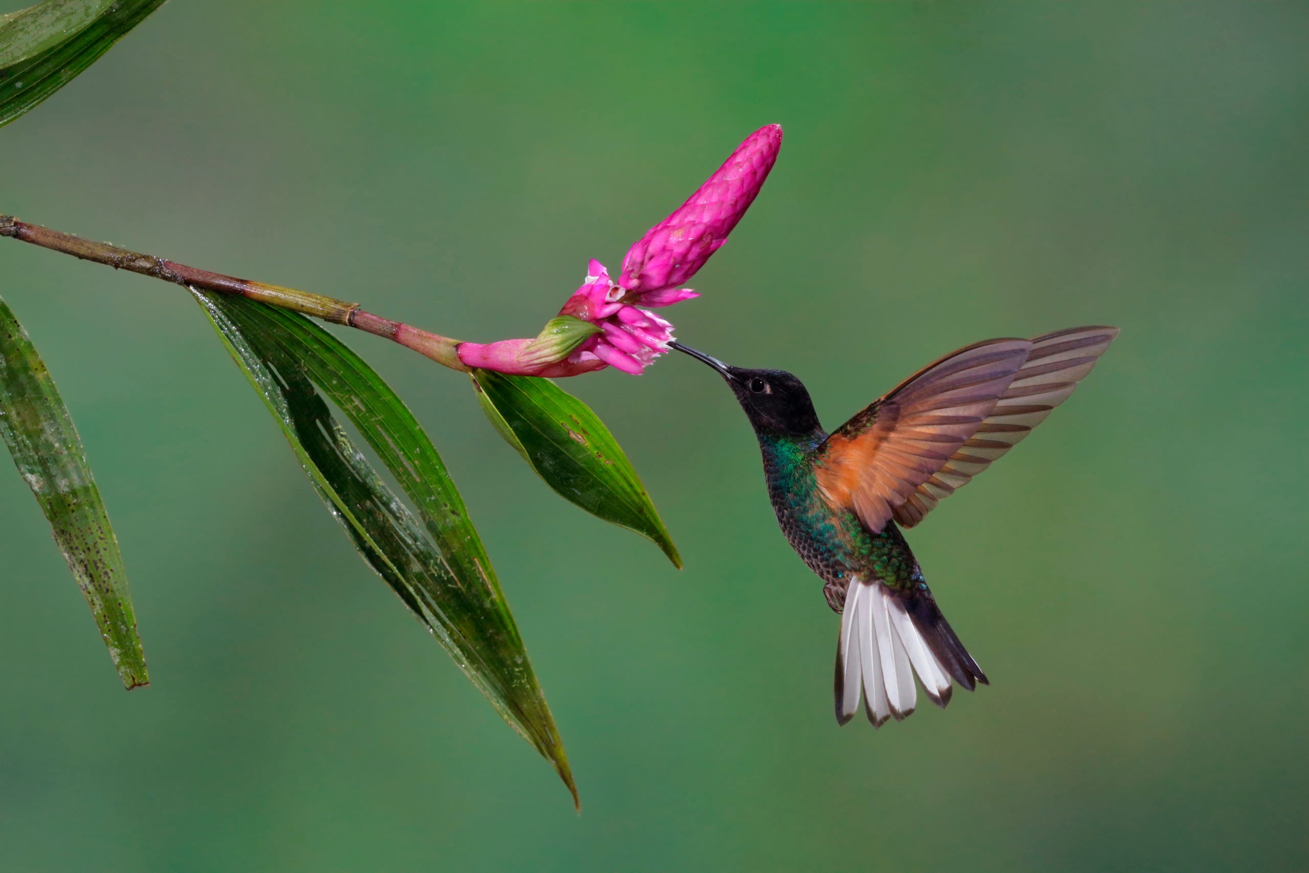 Velvet-purple Coronet