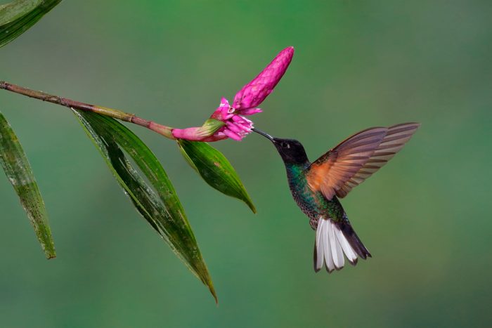 Velvet-purple Coronet