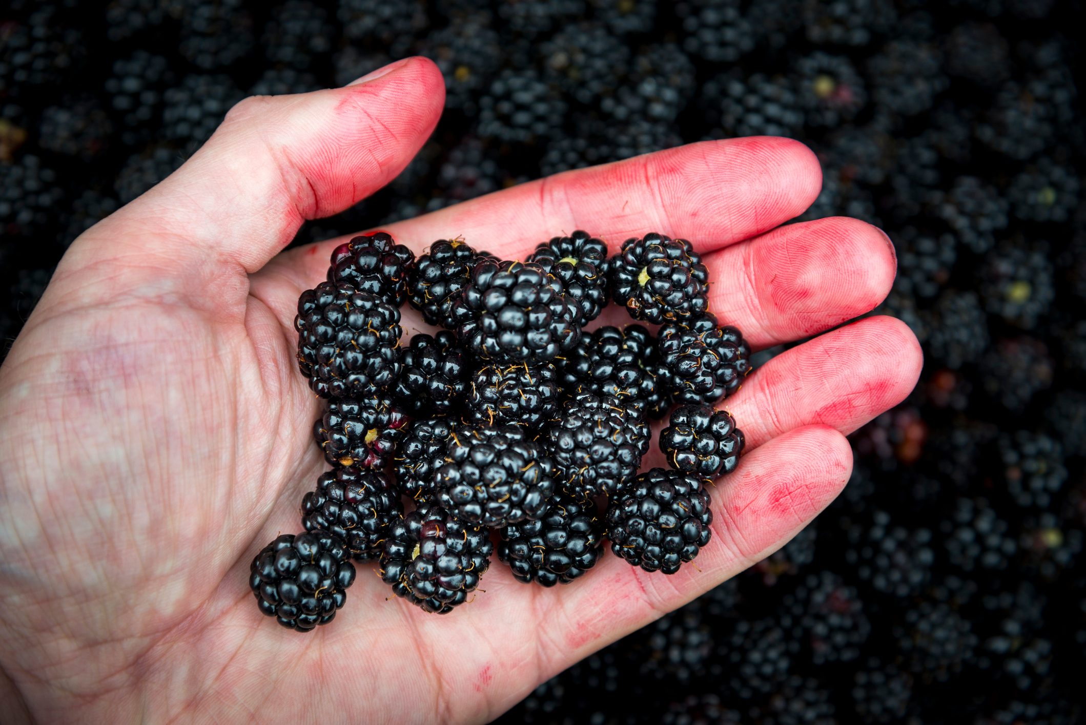 Juice stained hand holding freshly picked wild blackberries