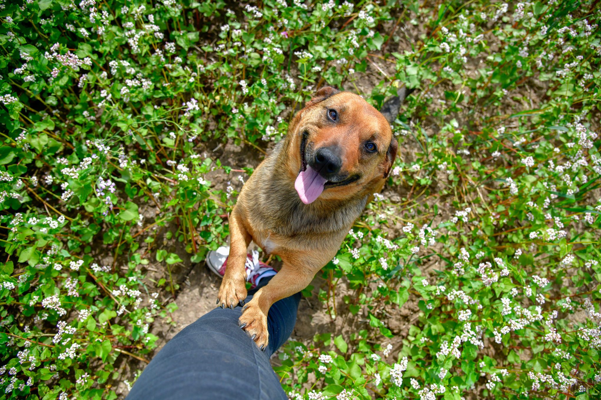 High Angle Portrait Of Dog Sticking Out Tongue While Rearing Up On Human Leg