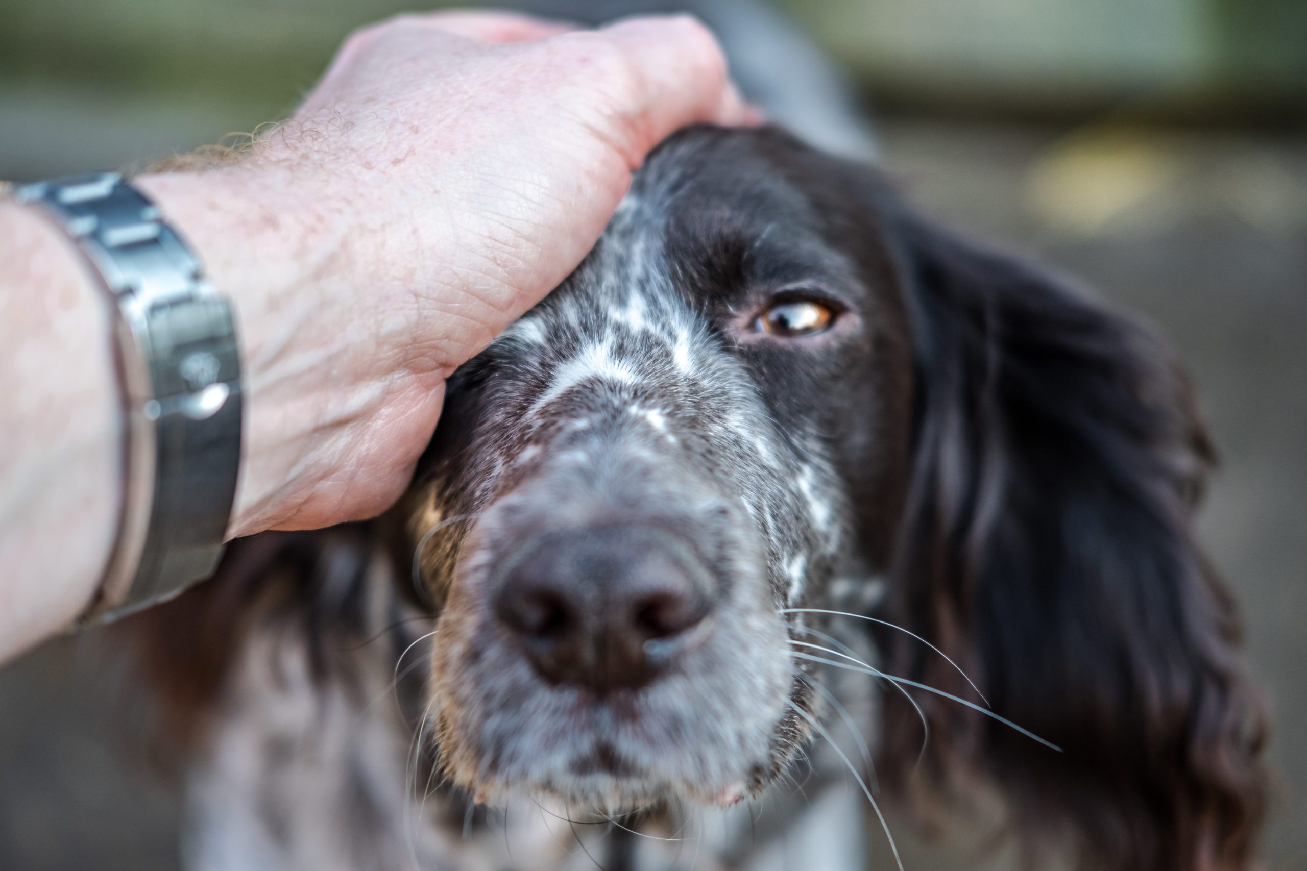 Close-up, shallow focus of part of the head of an adult Spaniel dog looking at the photographer.