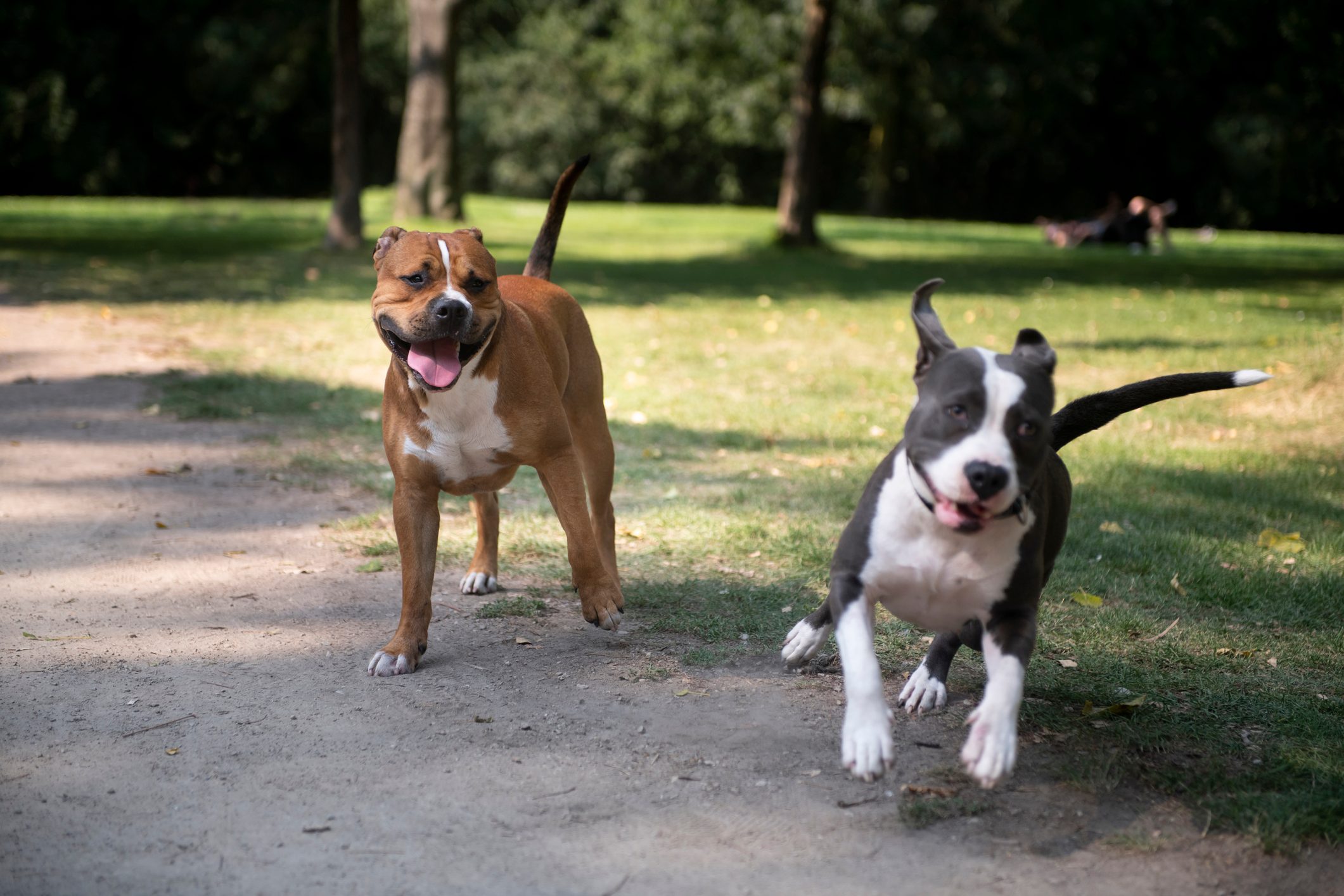 Happy dogs playing in the park