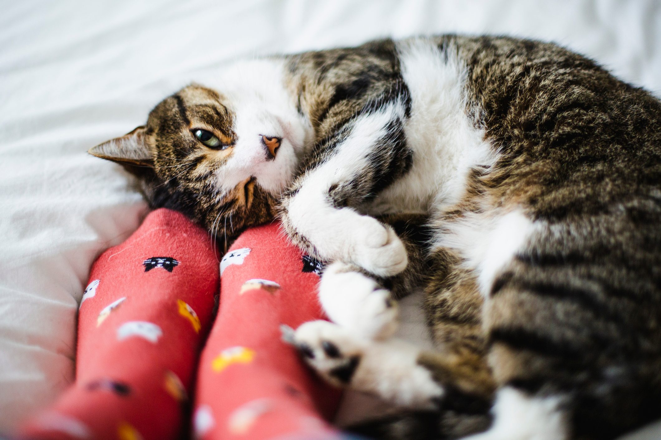 Cat on a bed and feet of a person