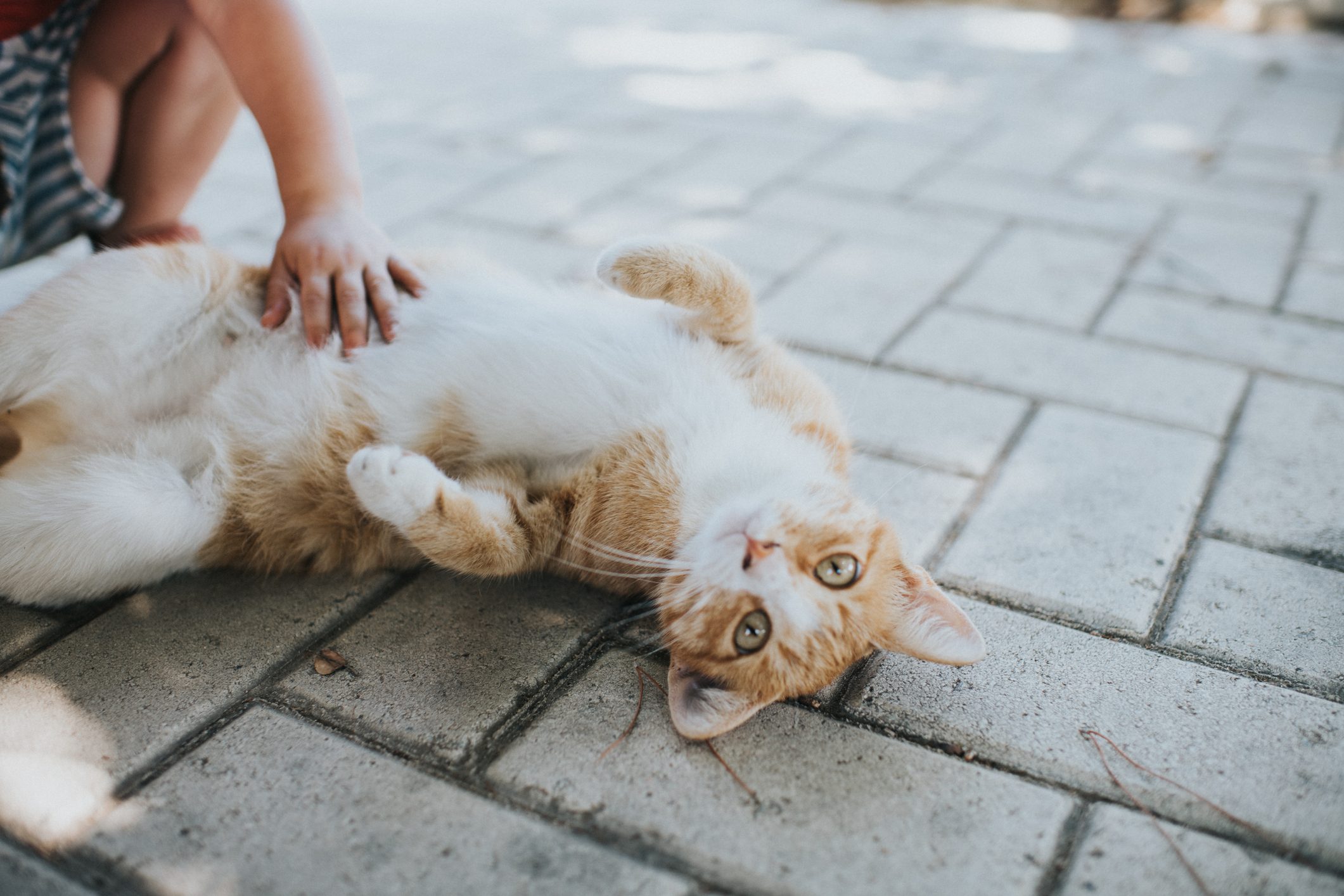 Children Petting Cat