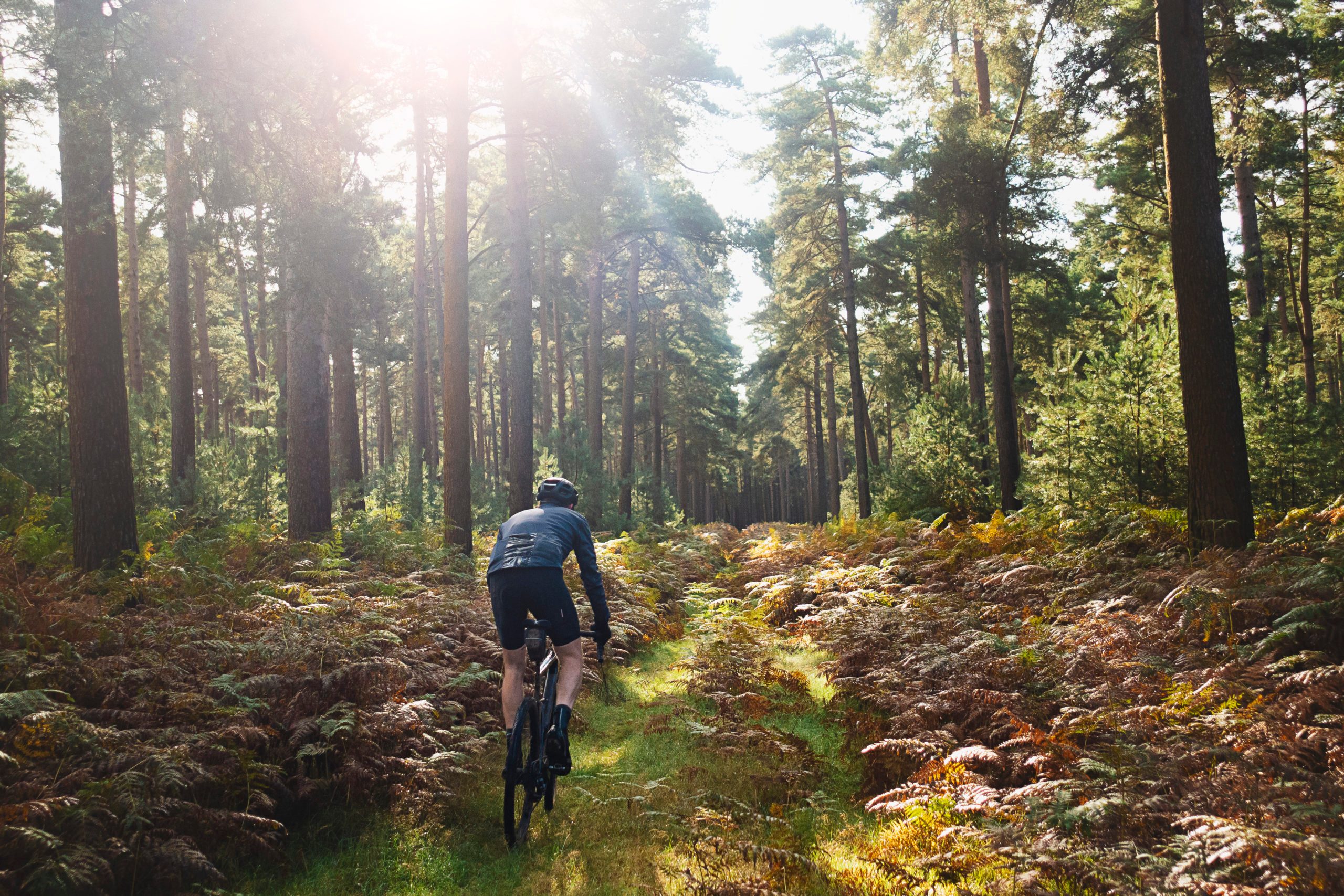 Cyclist on forest path