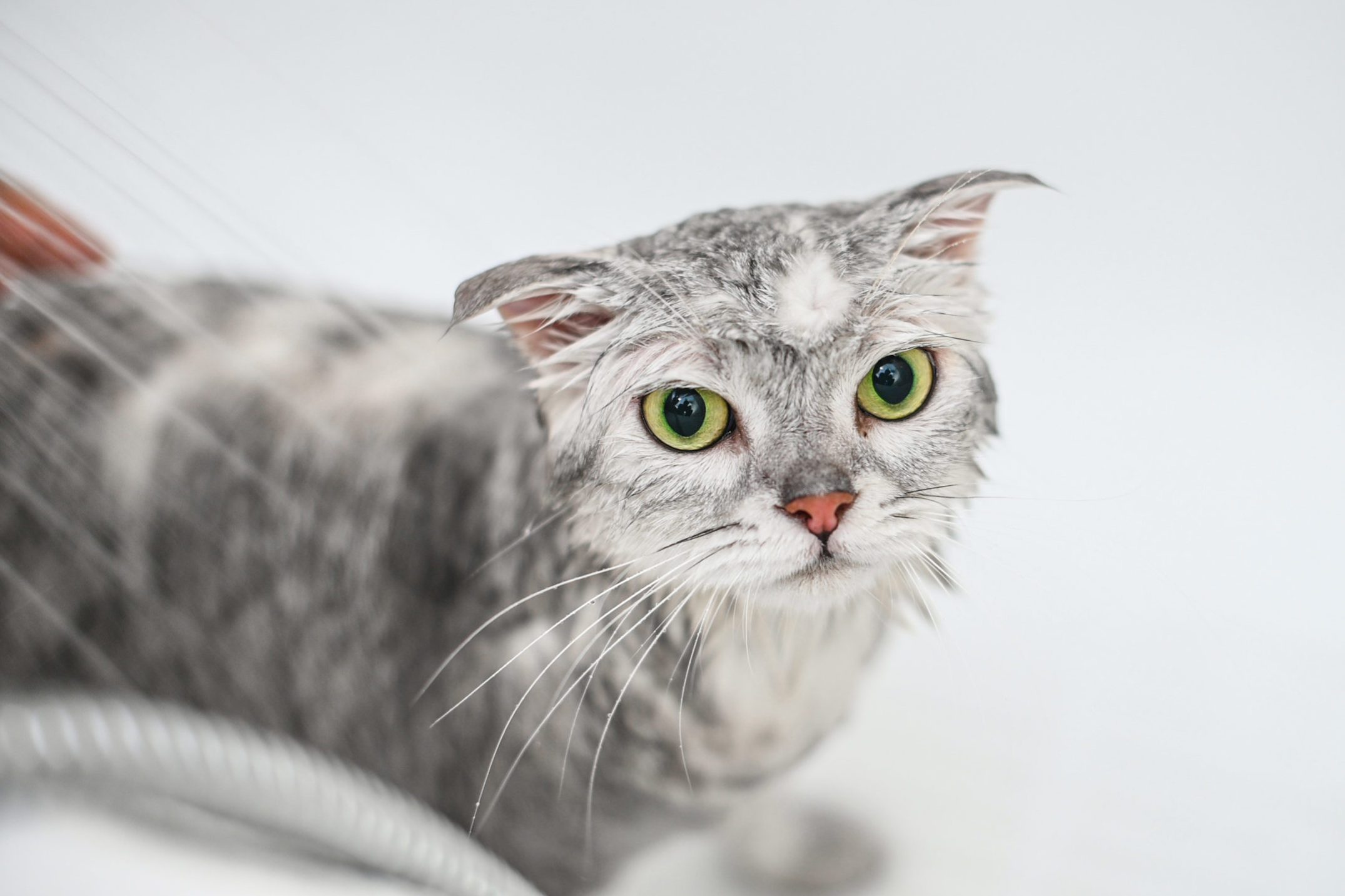 cat washing in bathtub