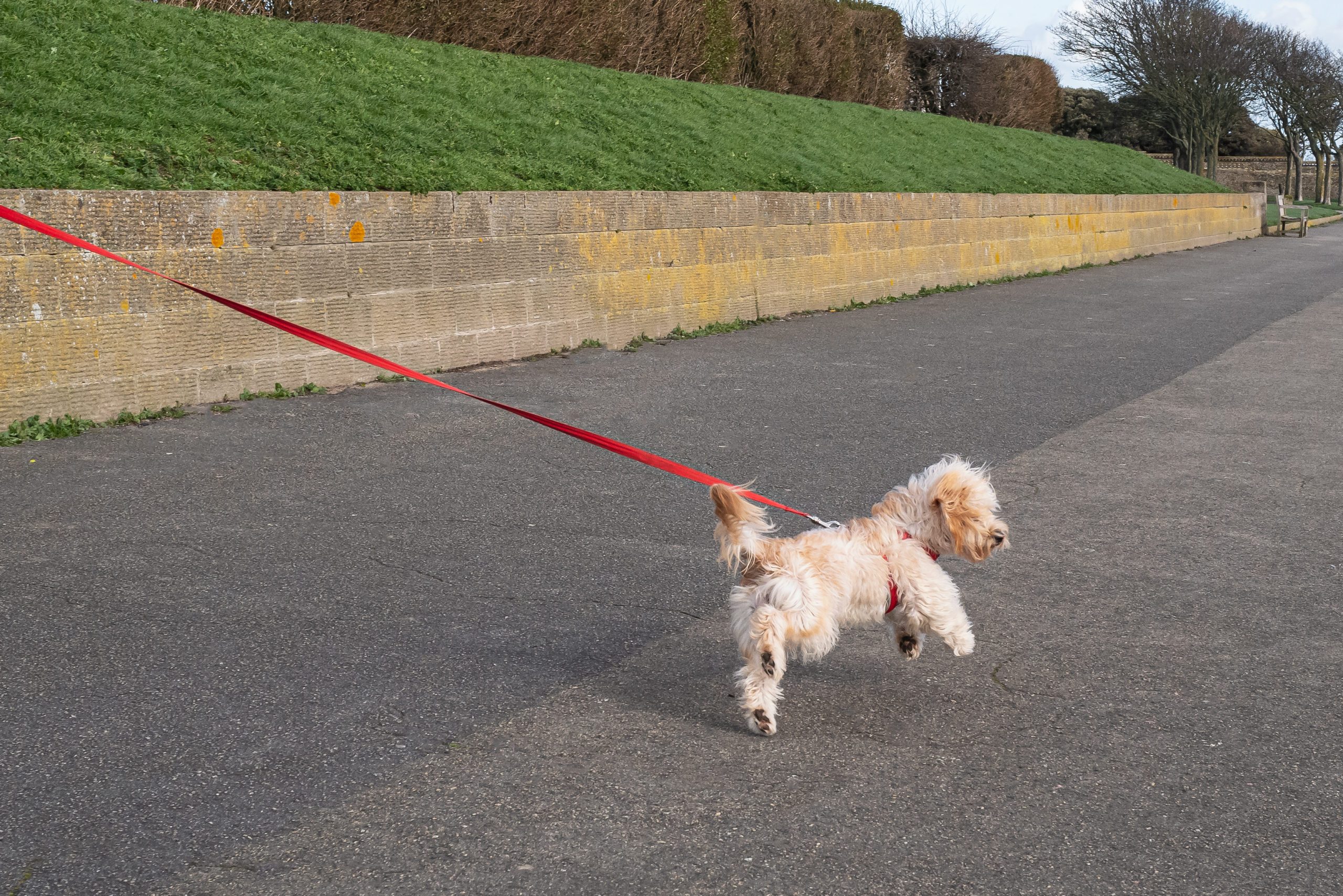 Cute Maltese type fluffy dog outside pulling on a red lead or leash