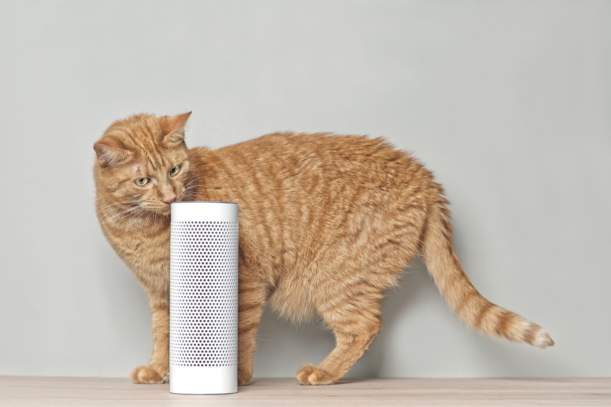 Cute Ginger Cat Looking Curious To A Voice Controlled Smart Speaker.