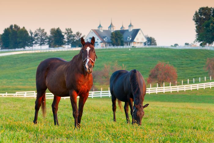 Horses in the fields on a farm in Lexington, Kentucky