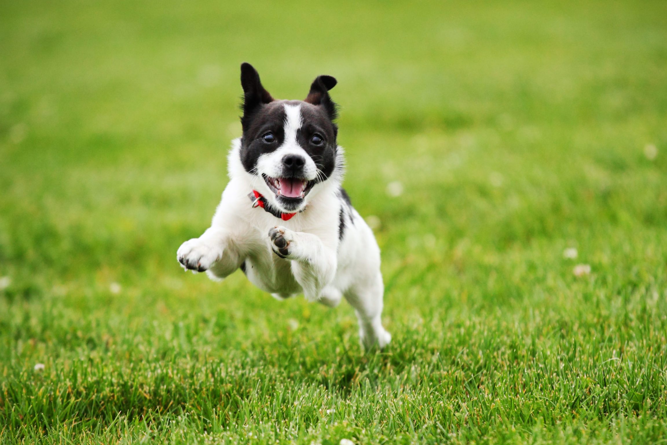 Why Do Dogs Get the Zoomies?