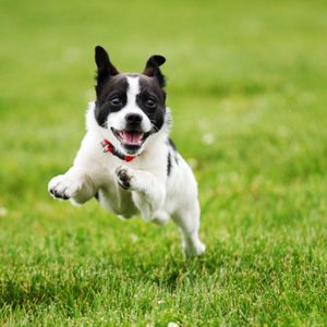 Dog Running through Grass