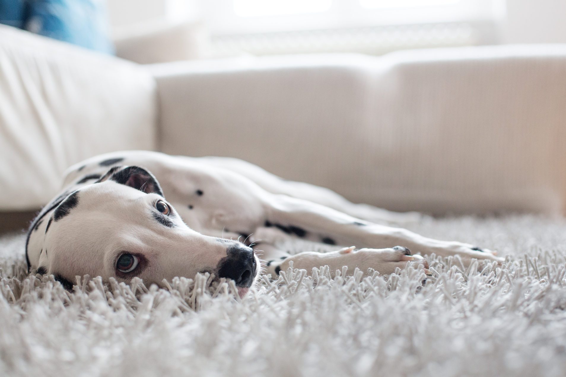 Portrait of a Dalmatian