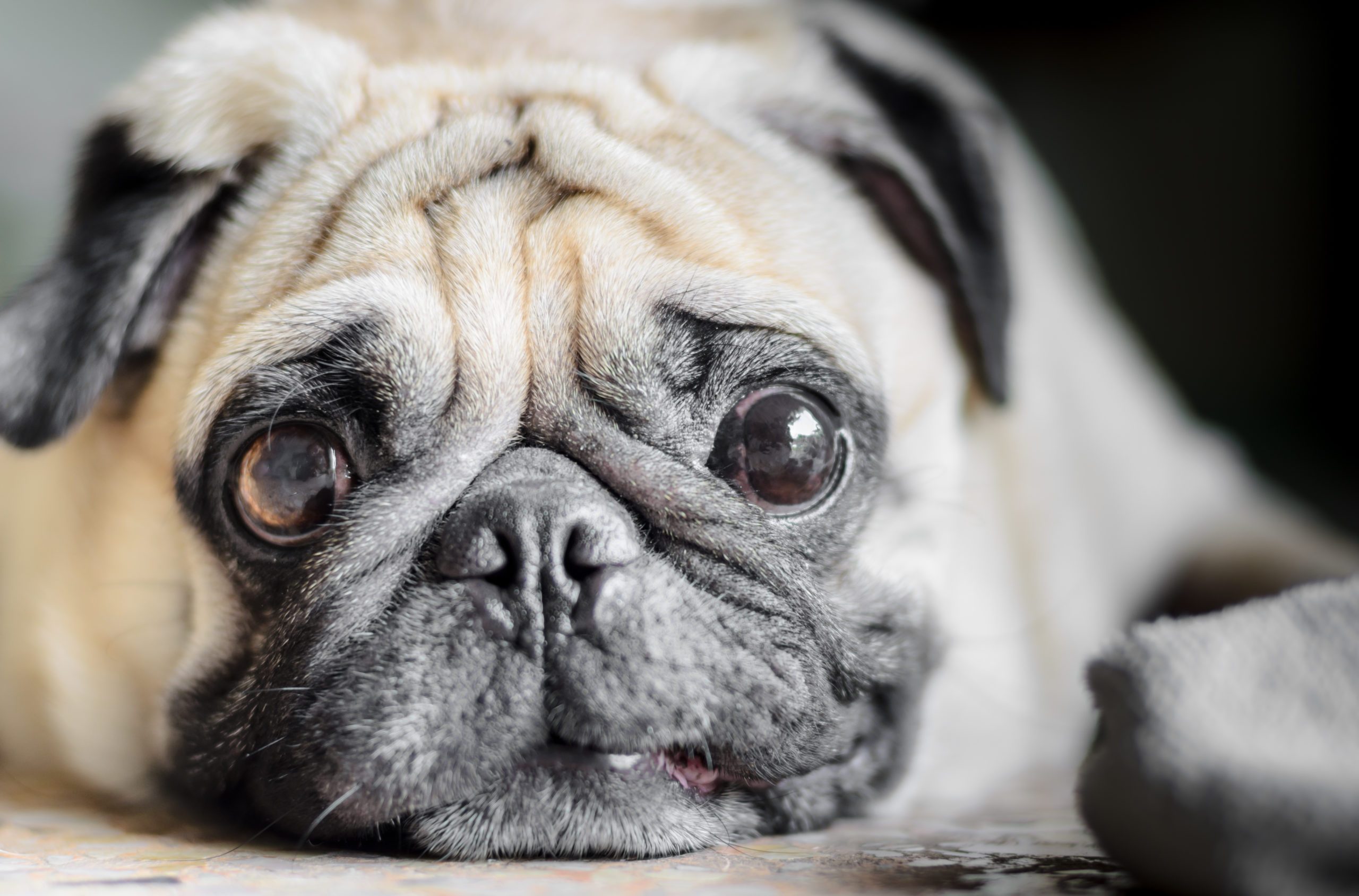 Cute pug dog with funny face