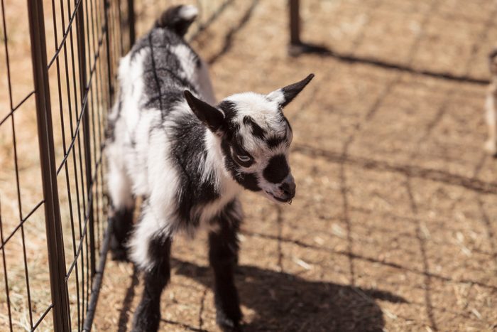 Black and white baby Nigerian dwarf goat