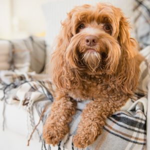 Dog sitting on armchair in living room