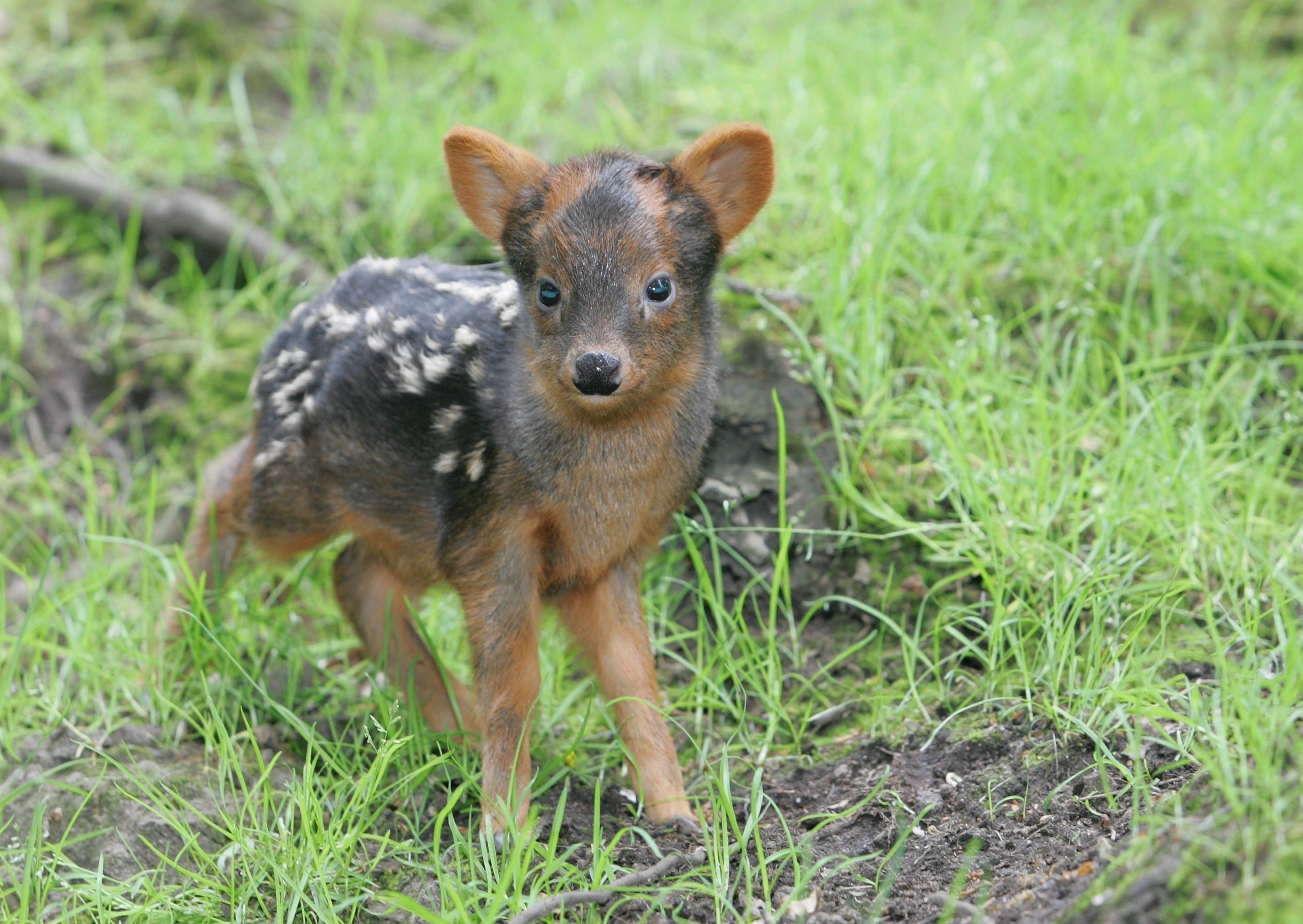 Pudus, Pudu, kleinste Hirschart der Welt aus Chile