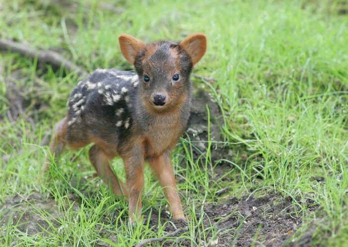 Pudus, Pudu, kleinste Hirschart der Welt aus Chile