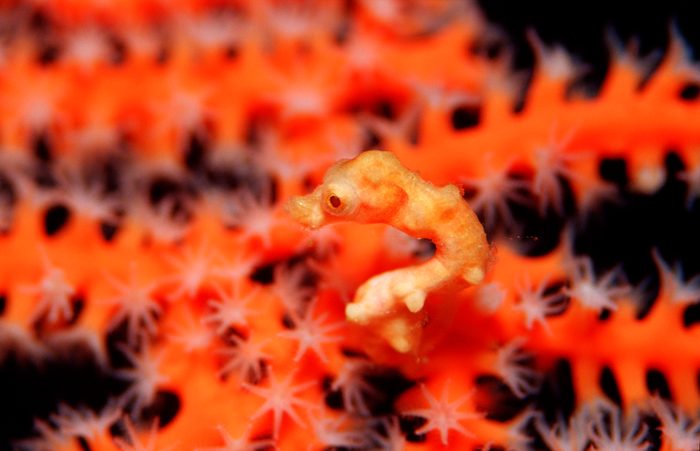 Denise pygmy seahorse, Hippocampus denise, Indonesia, Raja Ampat, Irian Jaya, West Papua, Indian Ocean