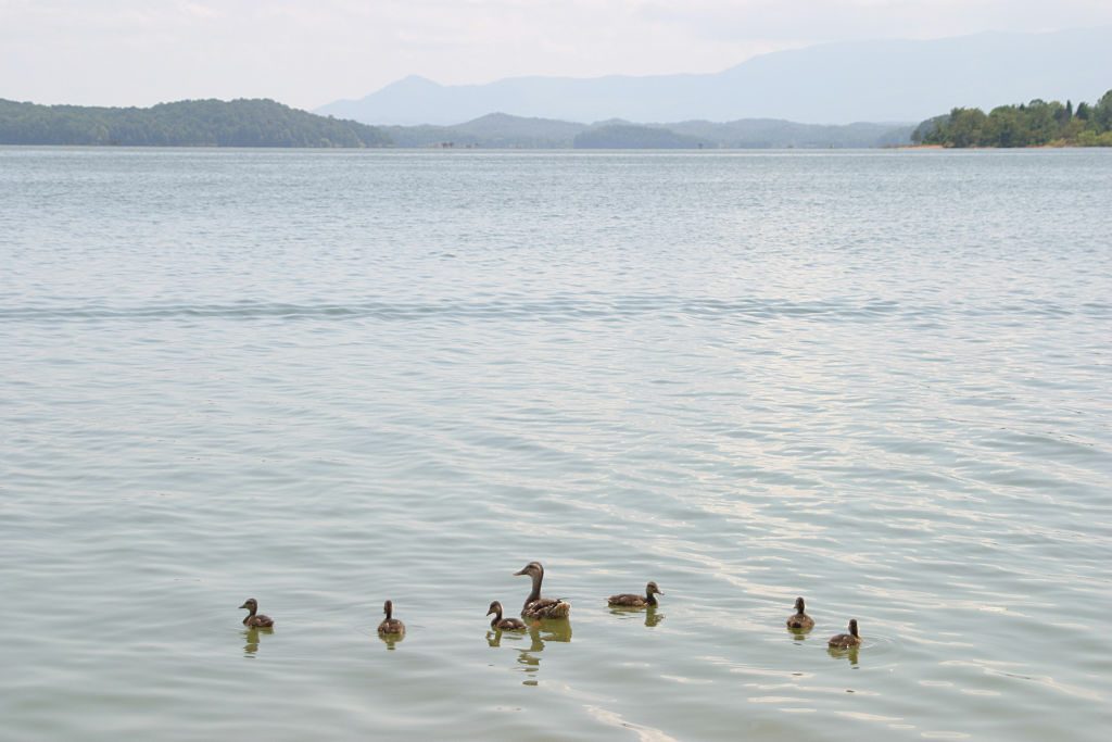 A family of ducks in the TVA Douglas Lake near Smoky Mountains.