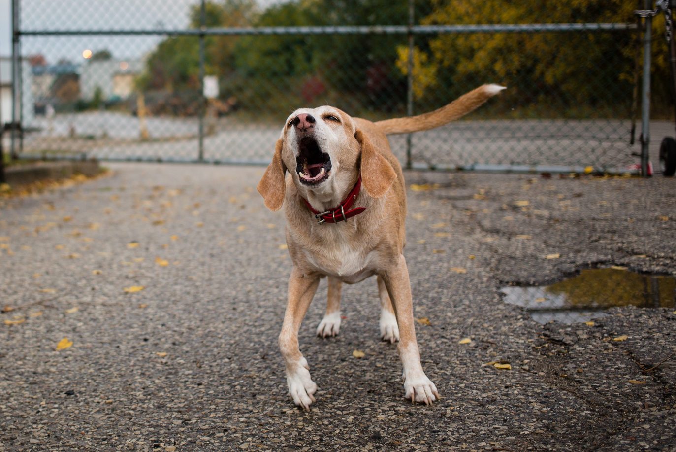 Junkyard Dog Howls