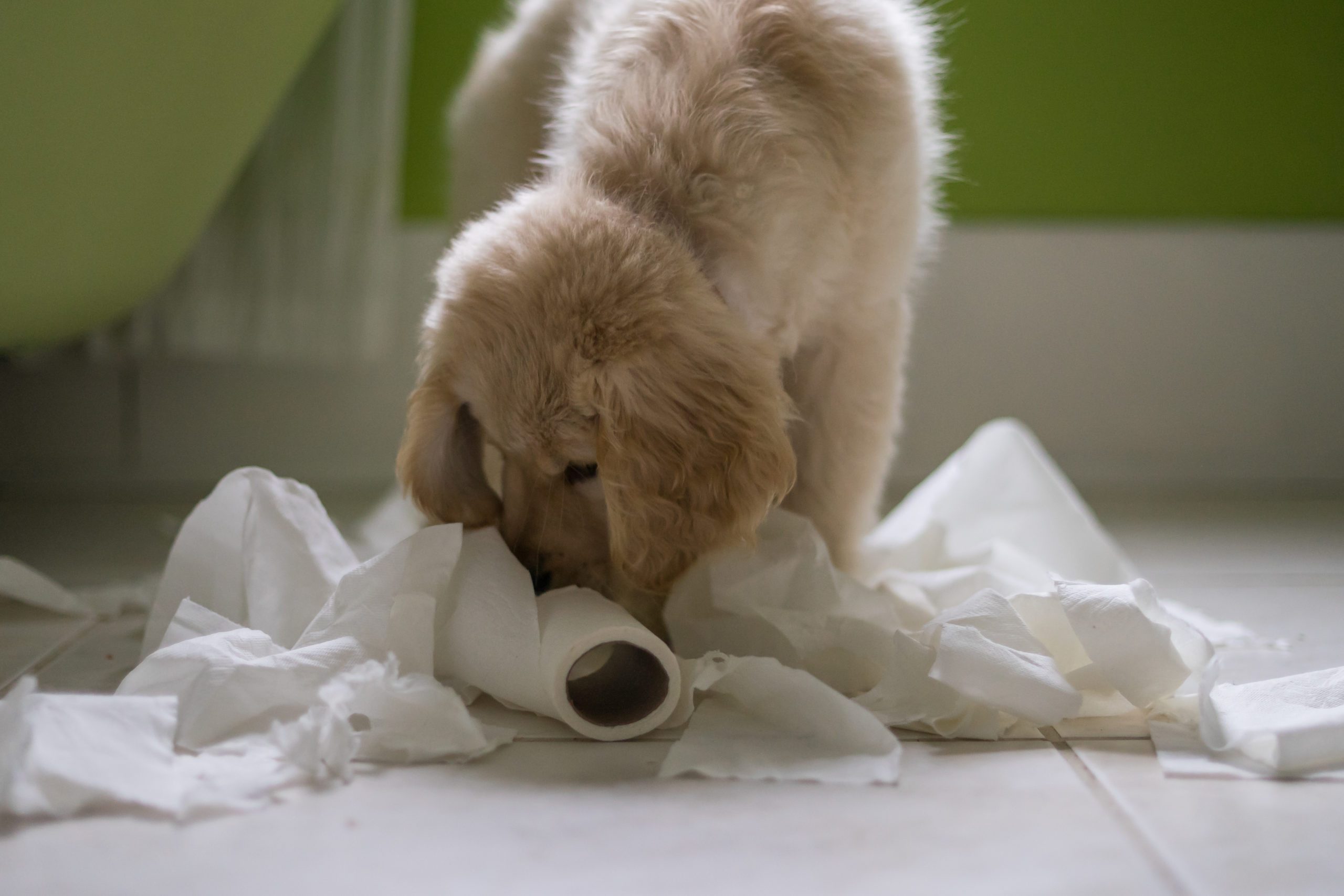 Golden retriever Puppy dog playing with toilet roll in bathroom