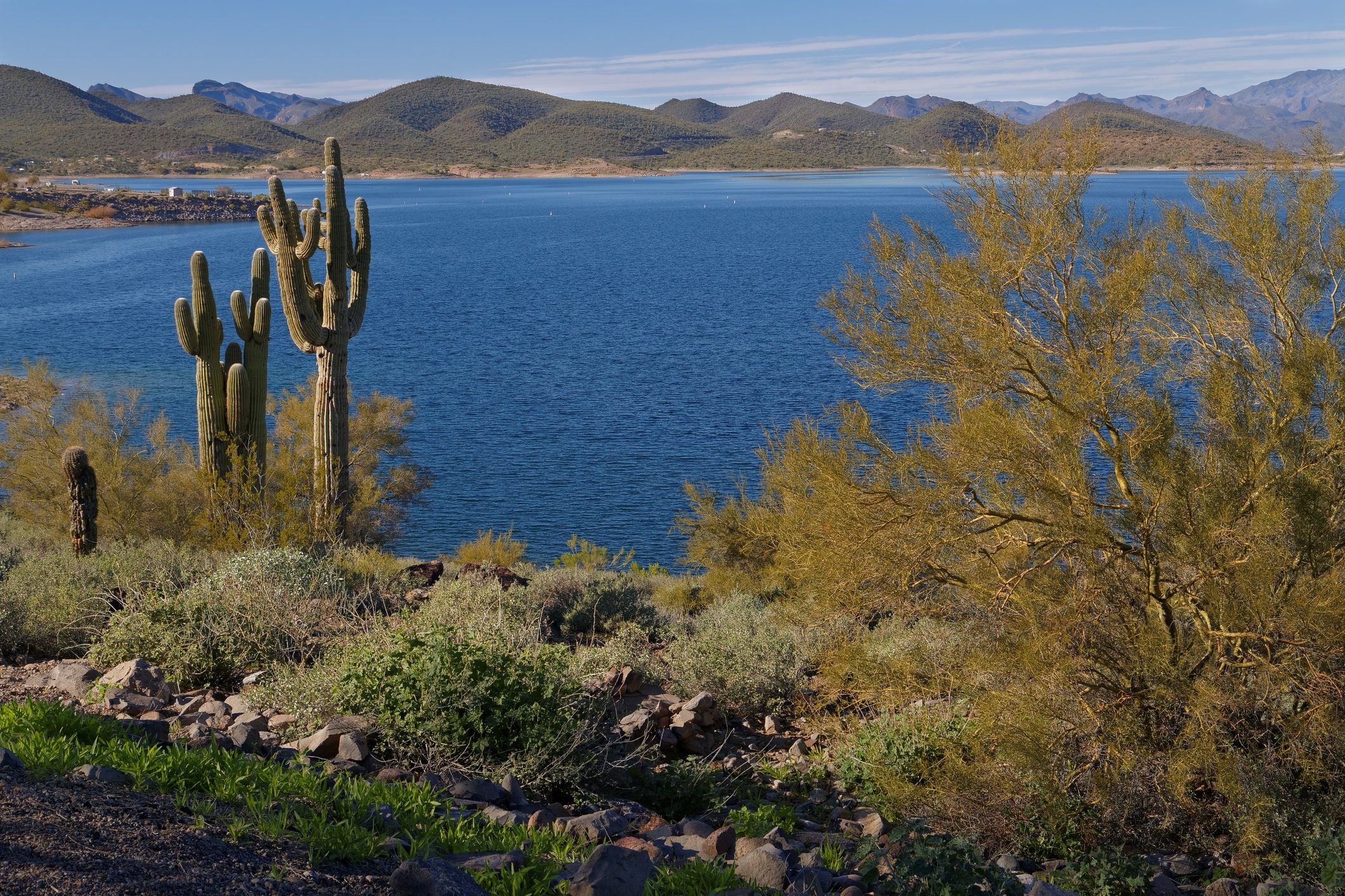 Saguaro Cactus & Palo Verde Along Lake Pleasant