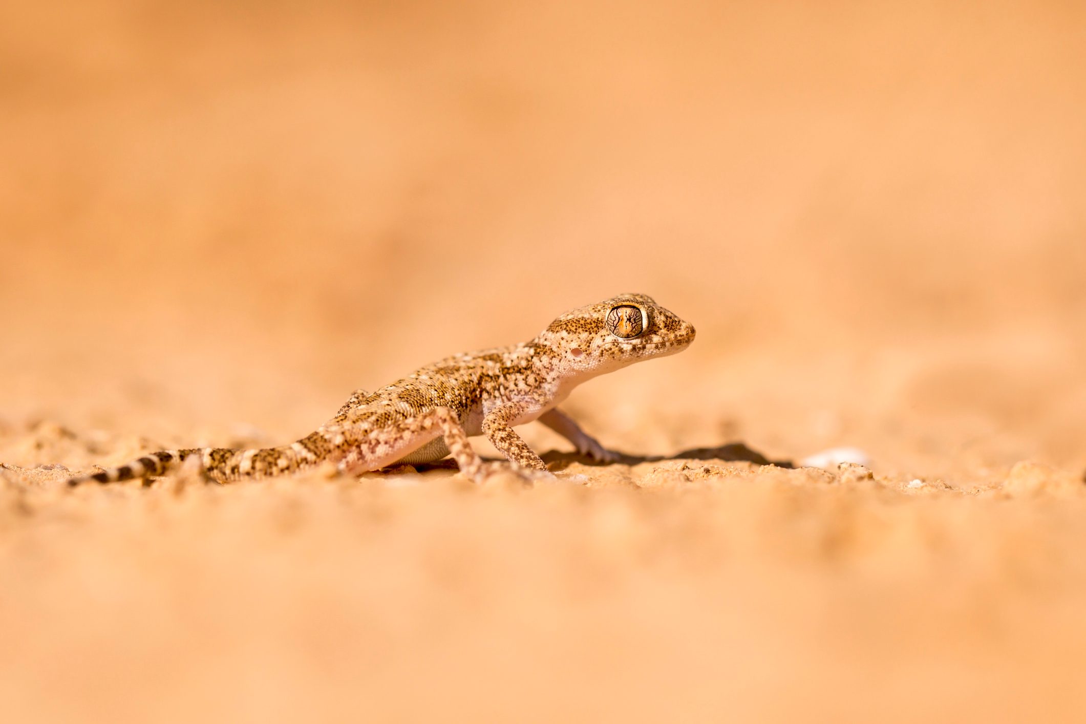Short-fingered Gecko