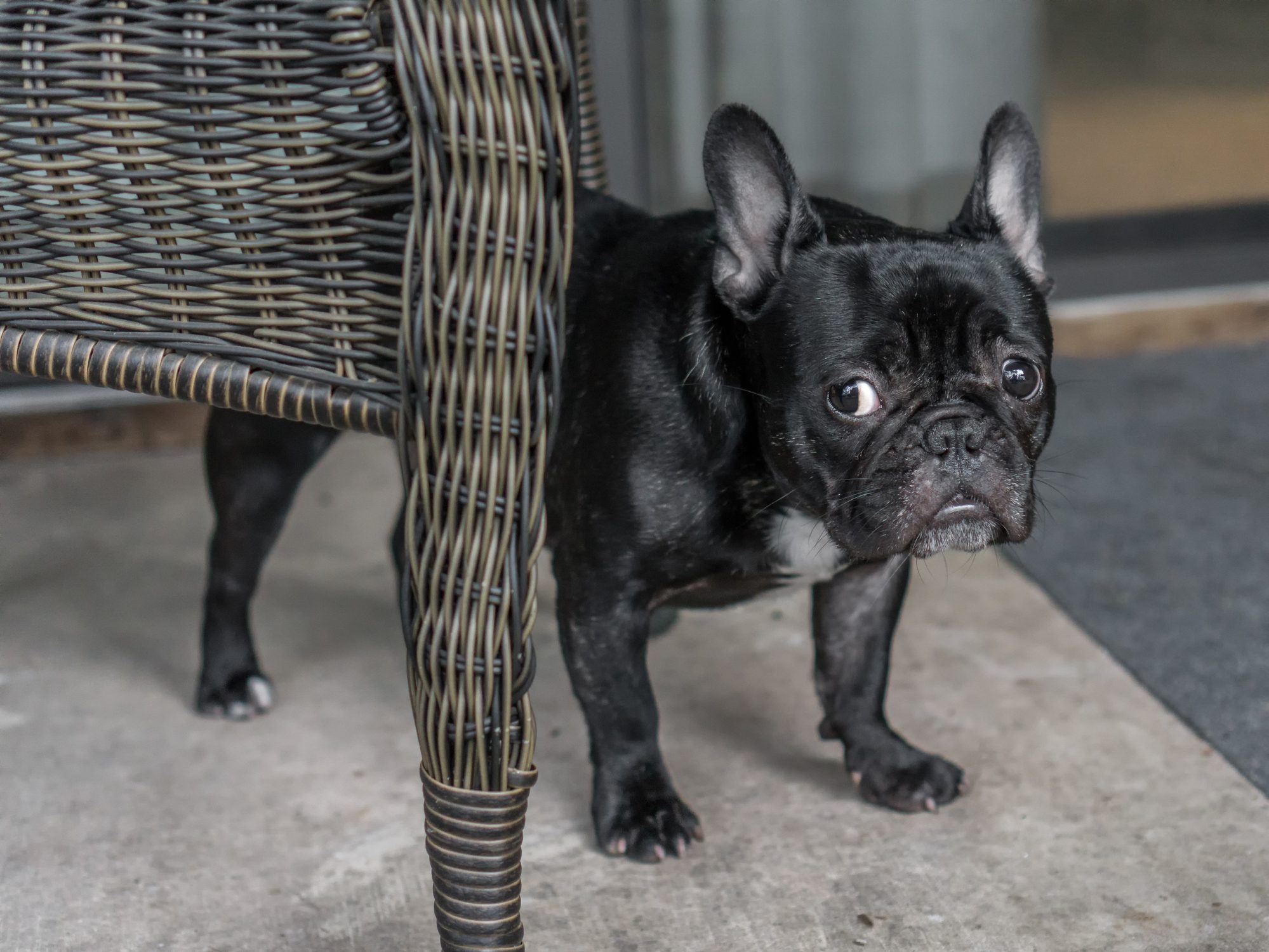 Close-Up Of Dog