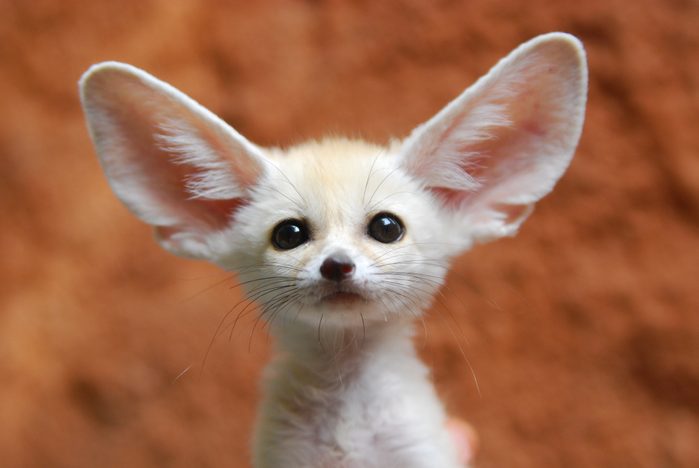 Fennec fox