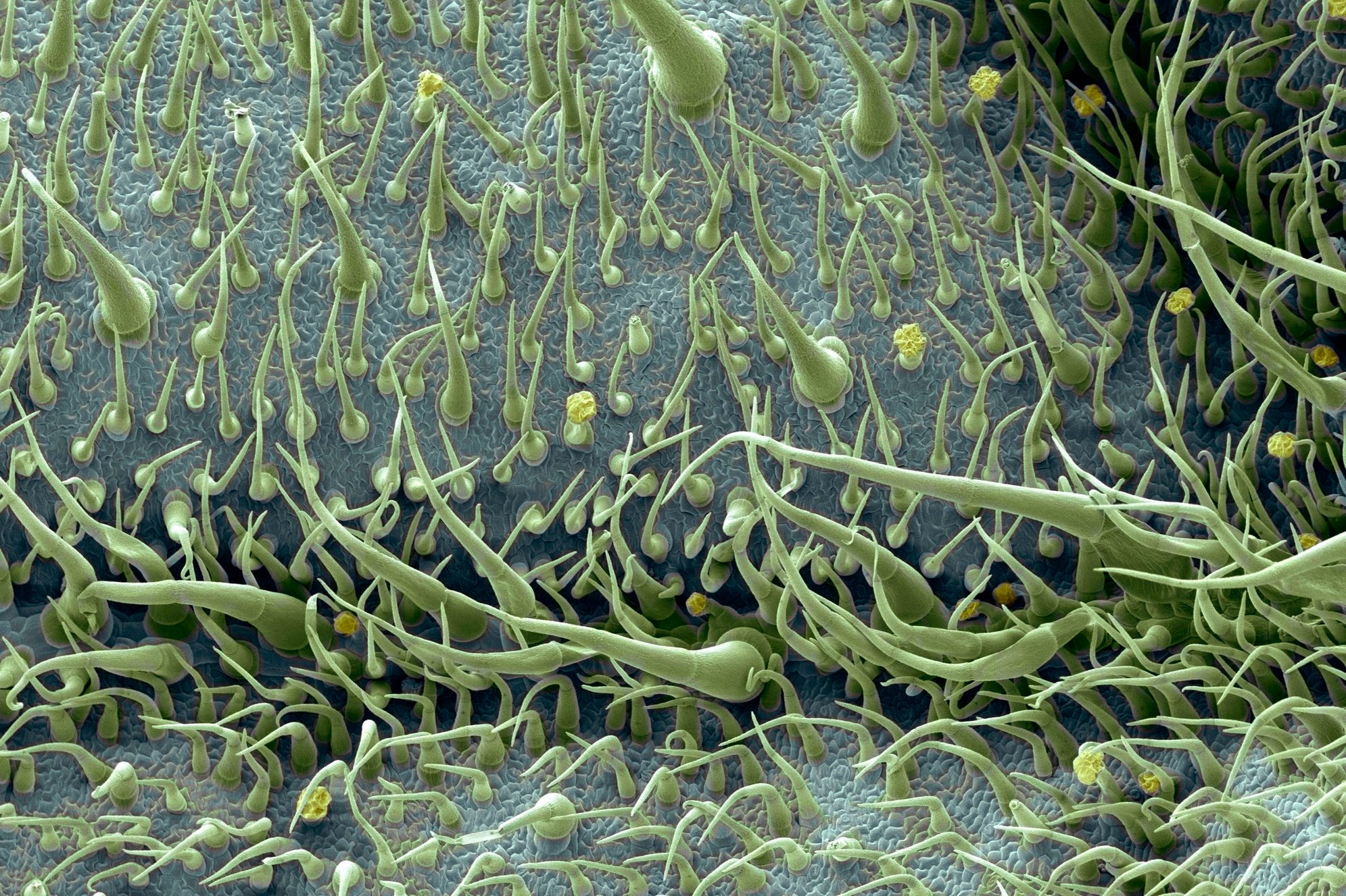 Tomato leaf surface, SEM