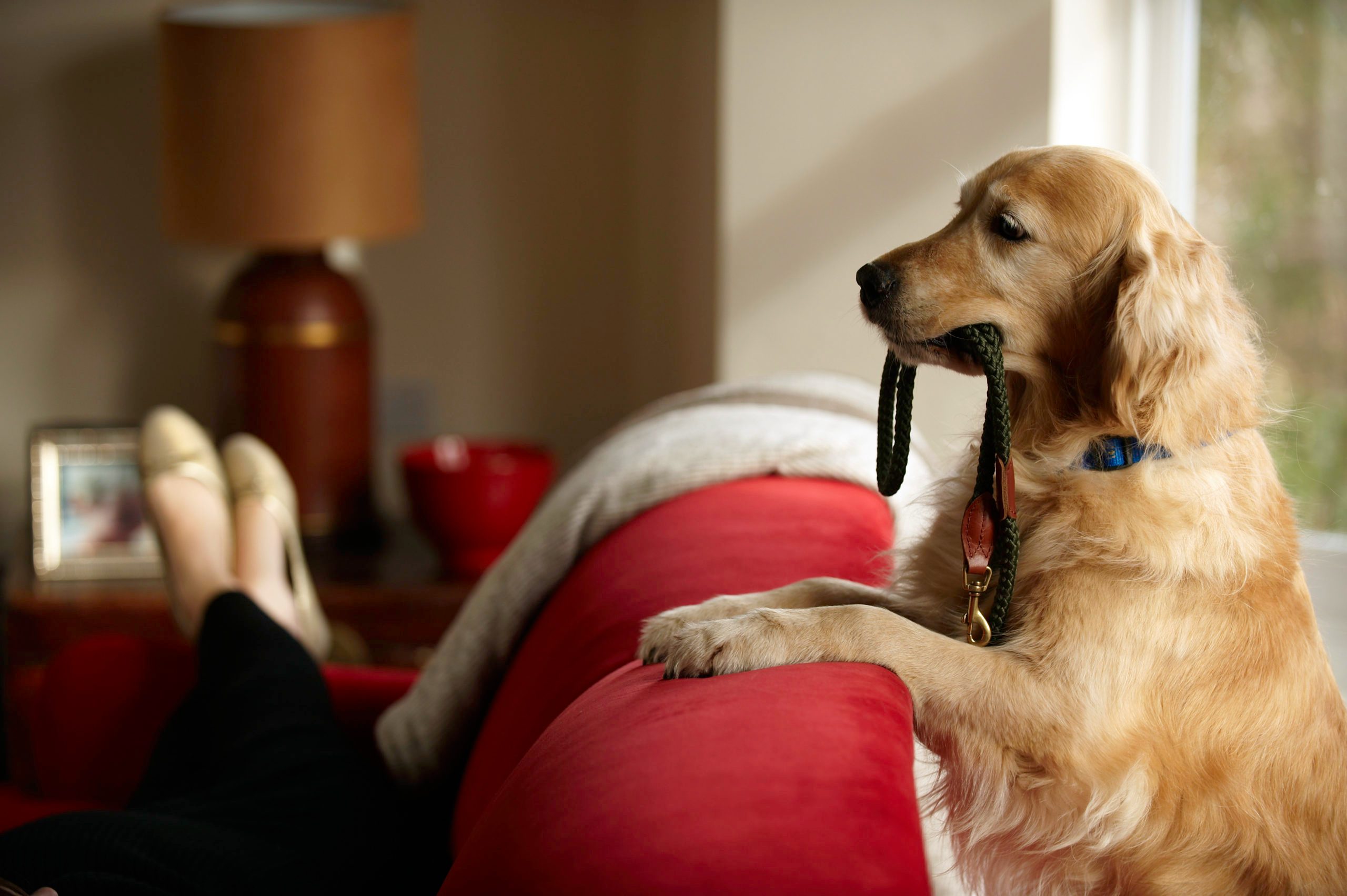 Golden retriever standing with leash in mouth looking at woman lying on sofa