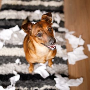 Dog proud of it's mess